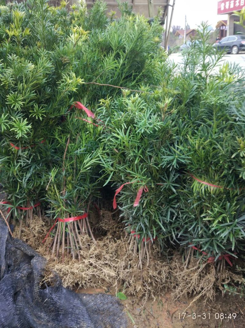 罗汉松2cm以下4cm以下0.5~1米