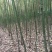 香樟4一16cm3~3.5米