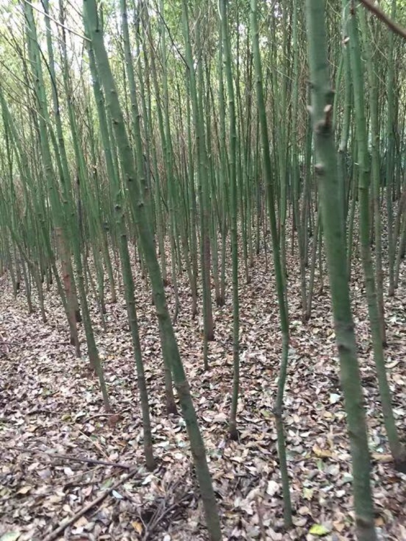 香樟4一16cm3~3.5米