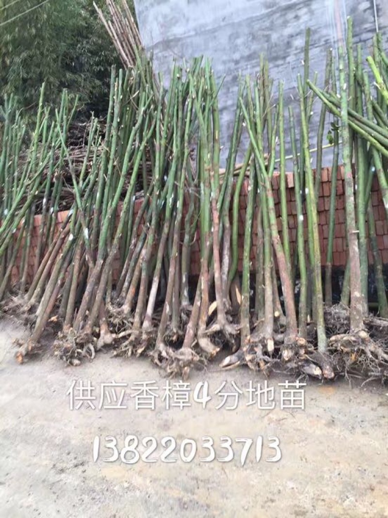 香樟4一16cm3~3.5米