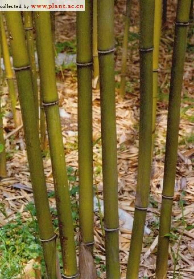 绿竹2~3m