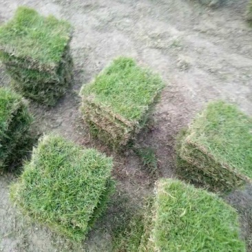 马尼拉草坪