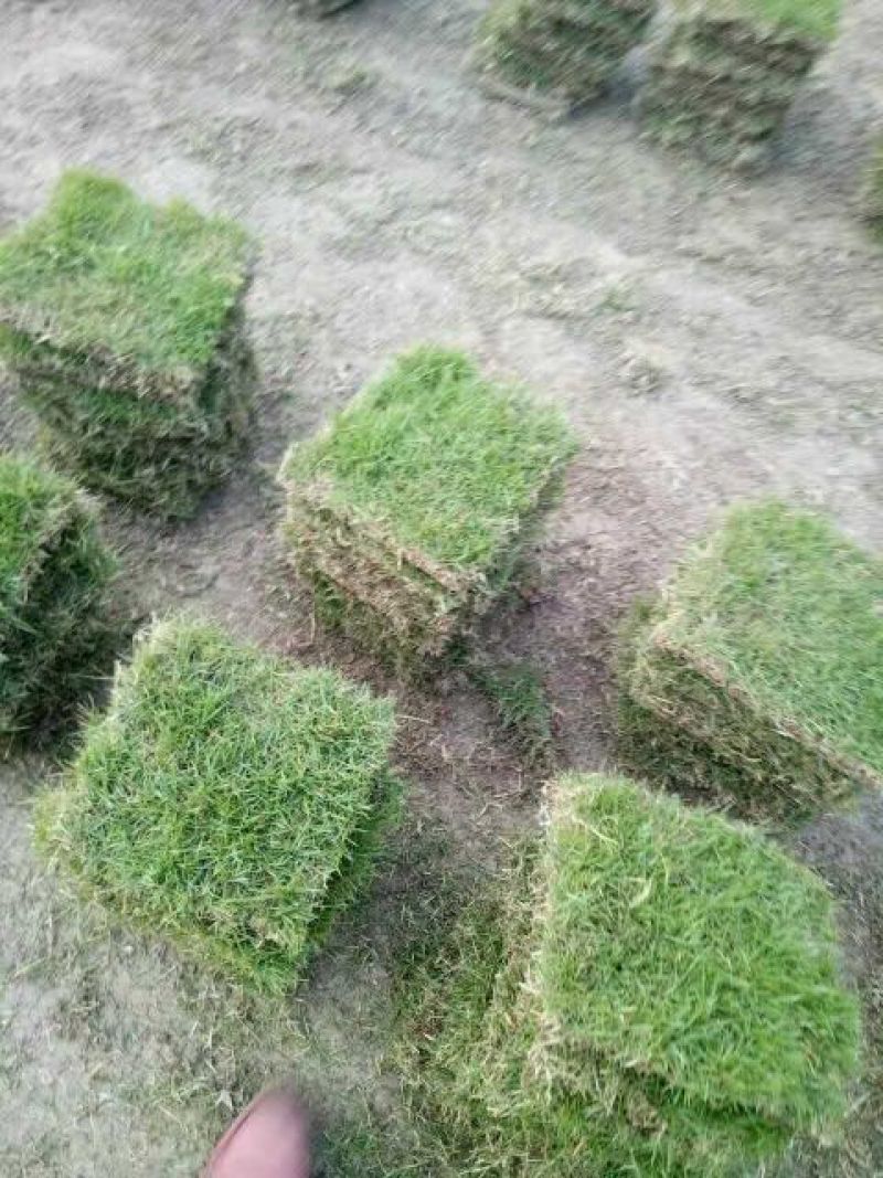 马尼拉草坪