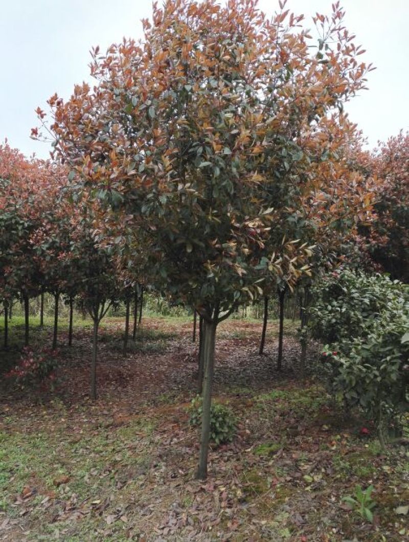 枇杷树261~300cm
