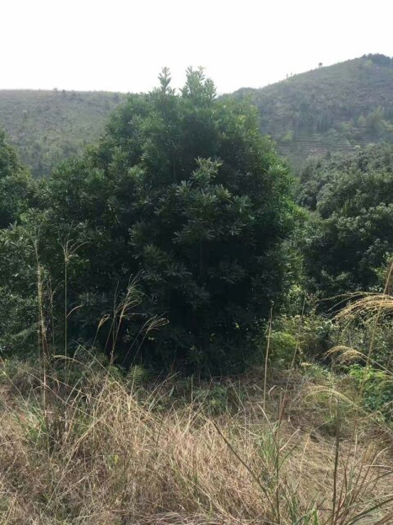 枇杷树261~300cm