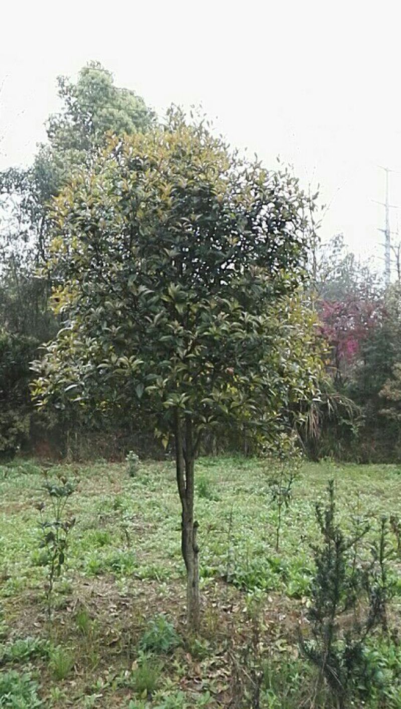 枇杷树261~300cm