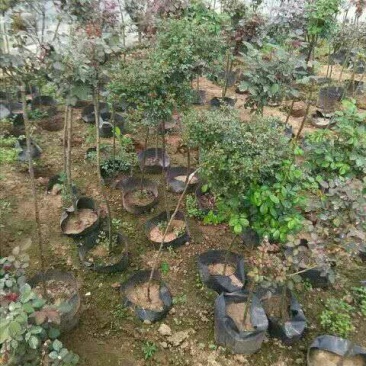 树状月季80cm以上