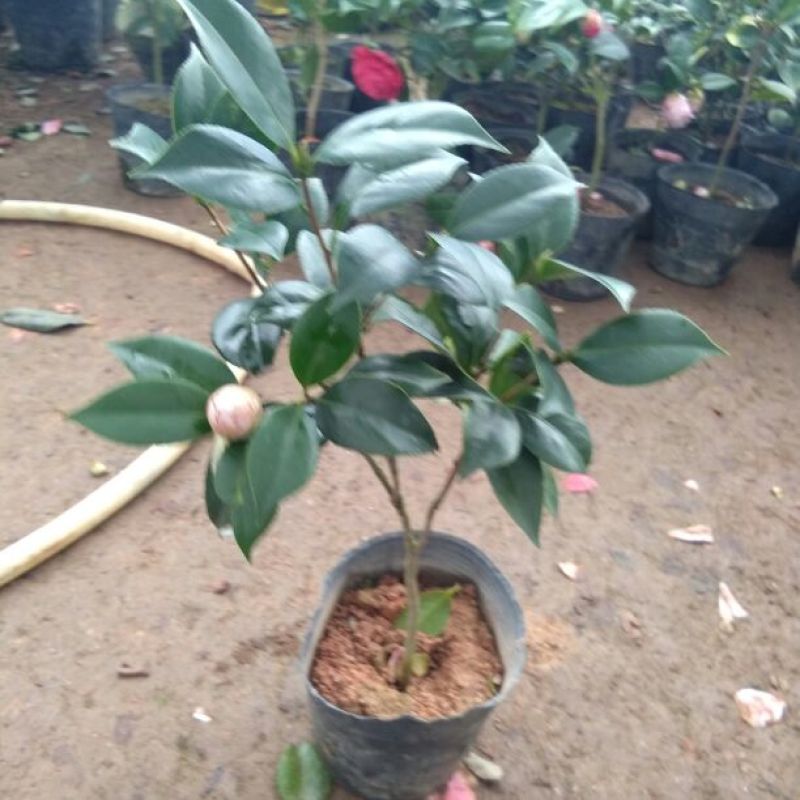 茶花树30~50cm
