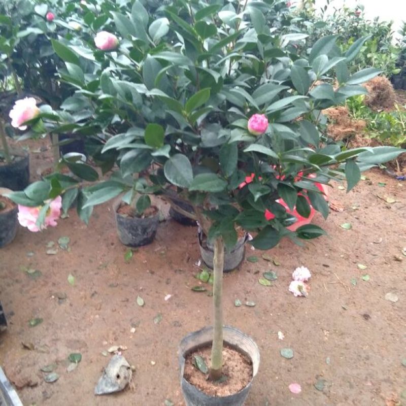 茶花树30~50cm