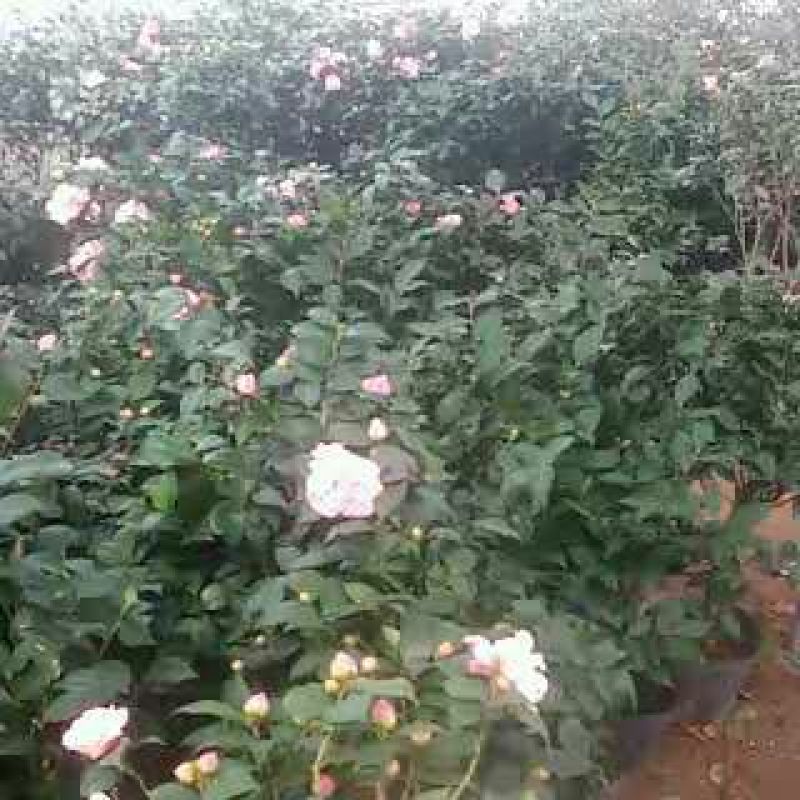 茶花树30~50cm