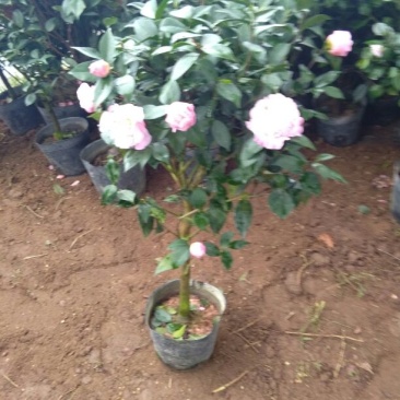 茶花树30~50cm