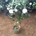 茶花树30~50cm