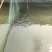 方正银鲫