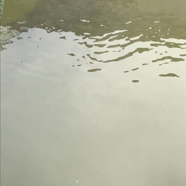 方正银鲫