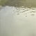 方正银鲫