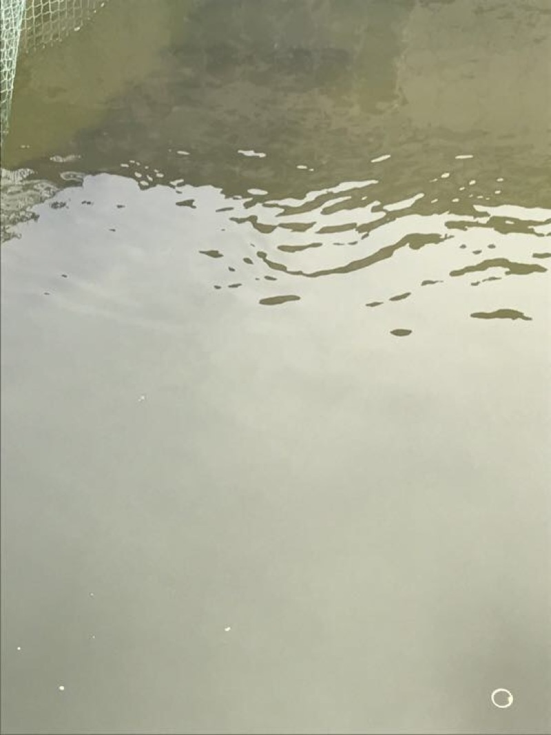 方正银鲫
