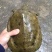 野生甲鱼