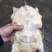 野生甲鱼