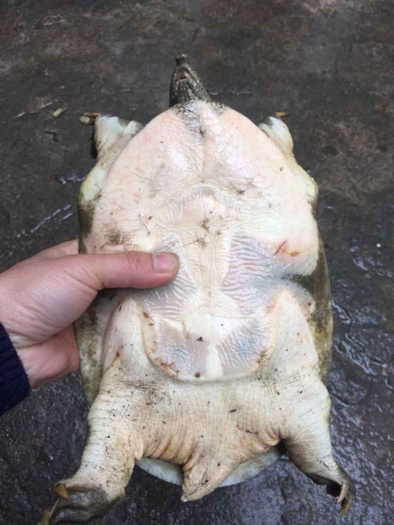野生甲鱼
