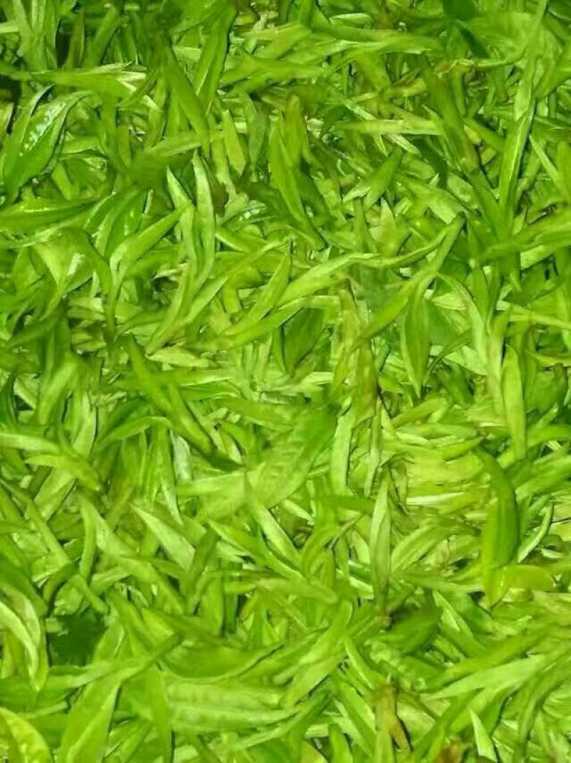 普洱茶