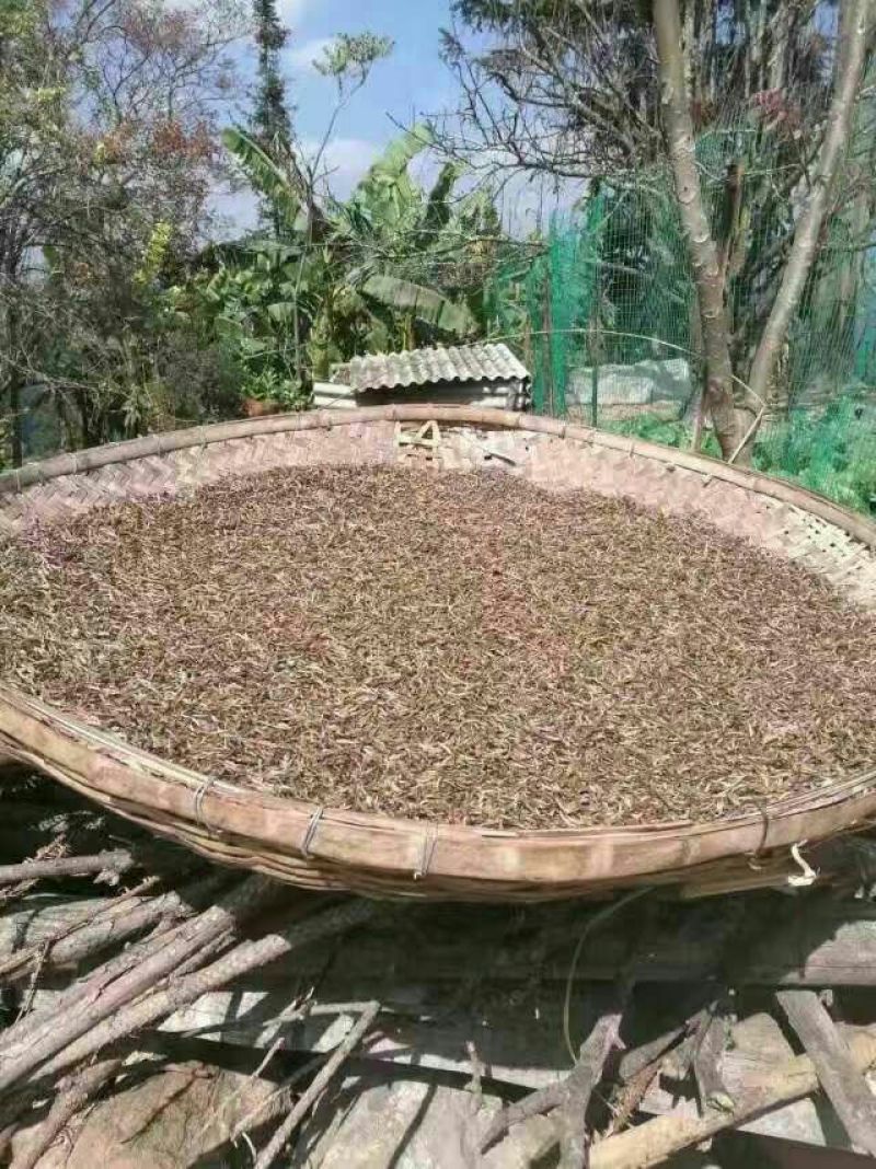 普洱茶