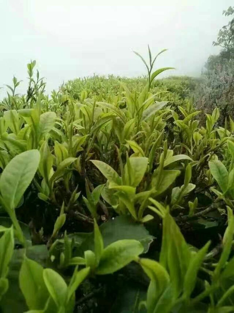 普洱茶