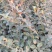 卫矛4~6cm4~6cm0.5~1米