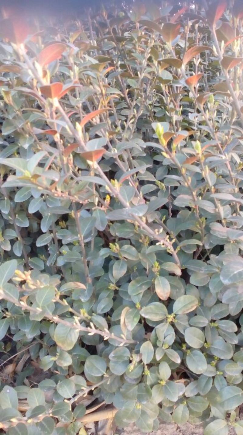 卫矛4~6cm4~6cm0.5~1米