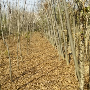 栾树4~6cm8~10cm4米以上