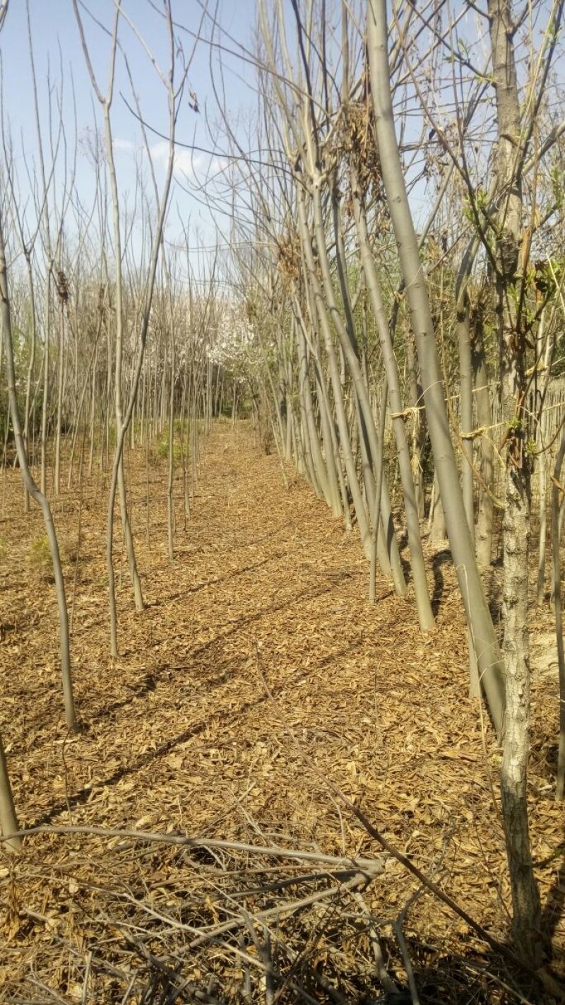 栾树4~6cm8~10cm4米以上