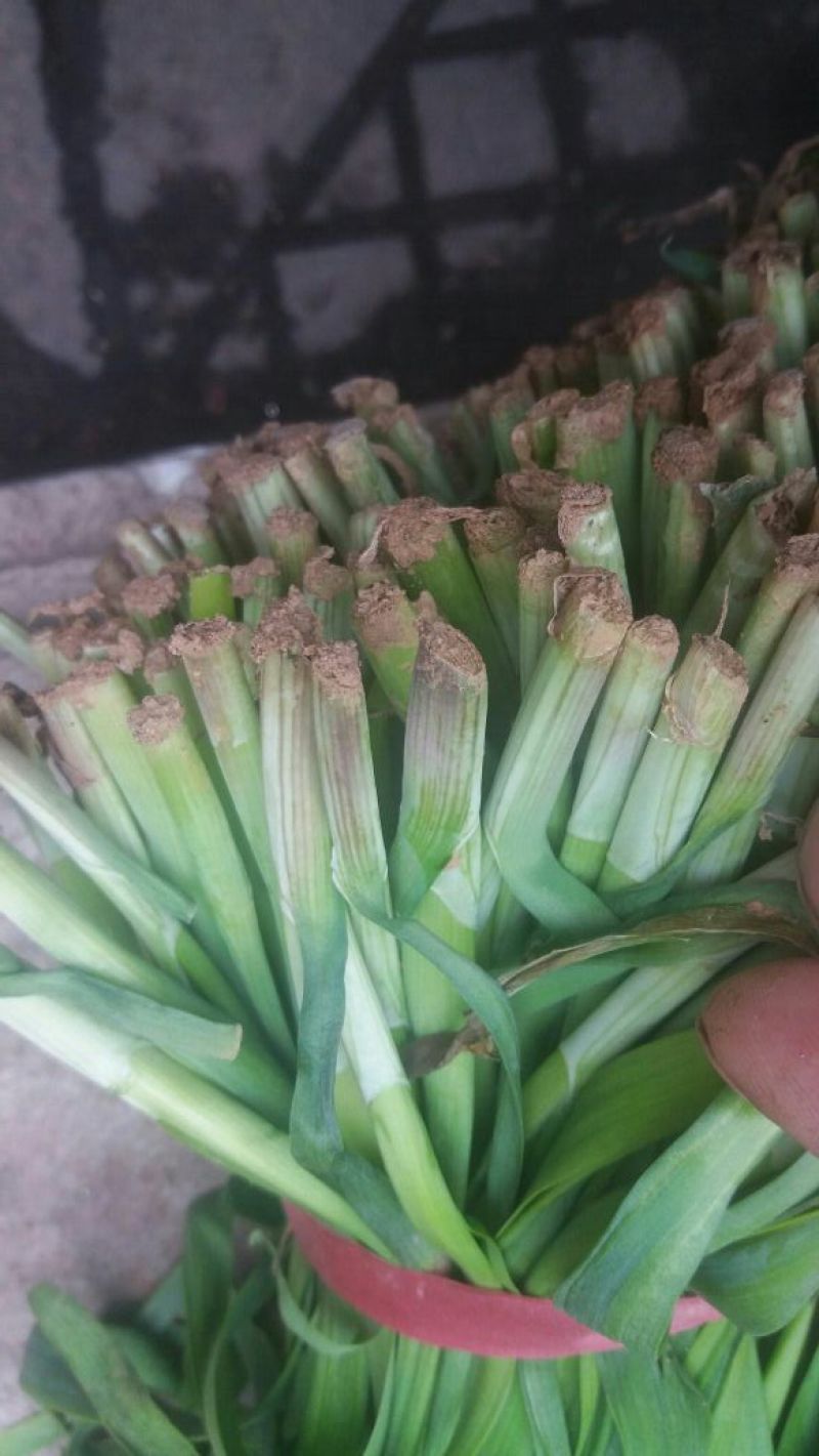 平韭6号韭菜头茬