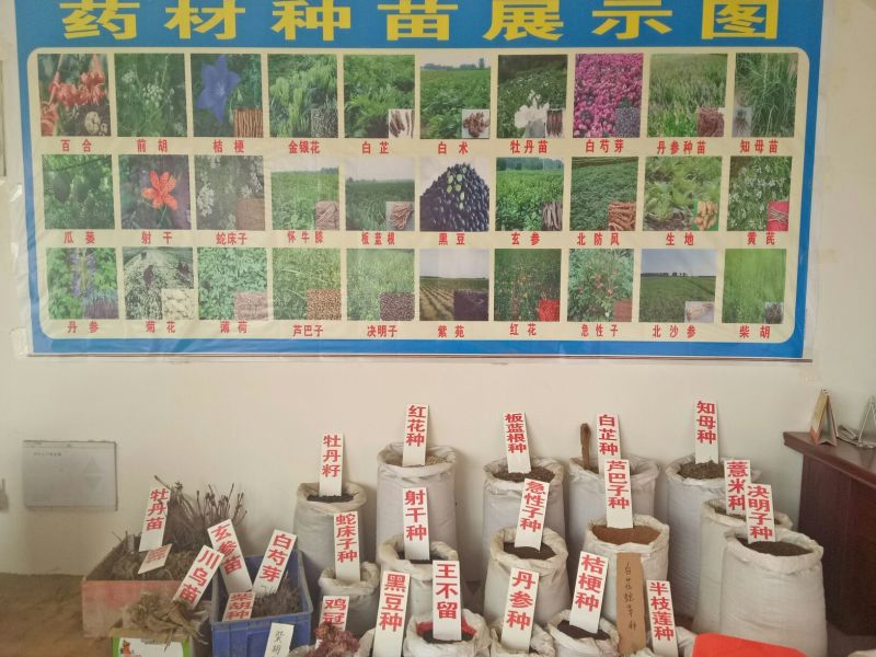 板蓝根籽95%以上