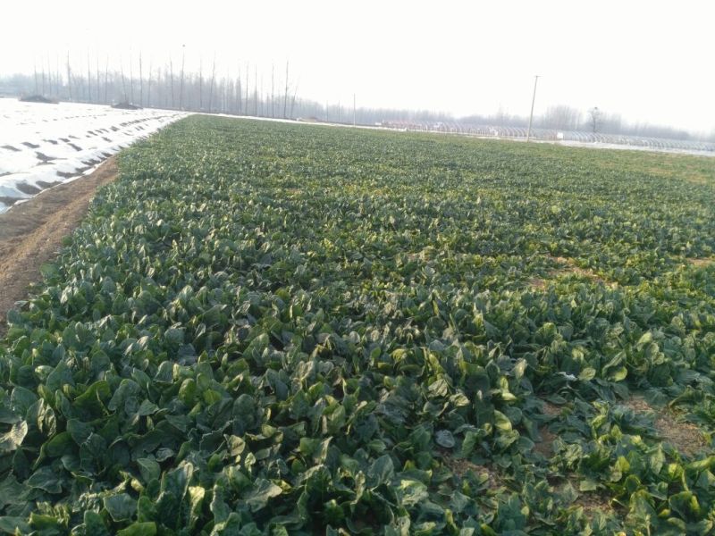 越冬菠菜25~30厘米