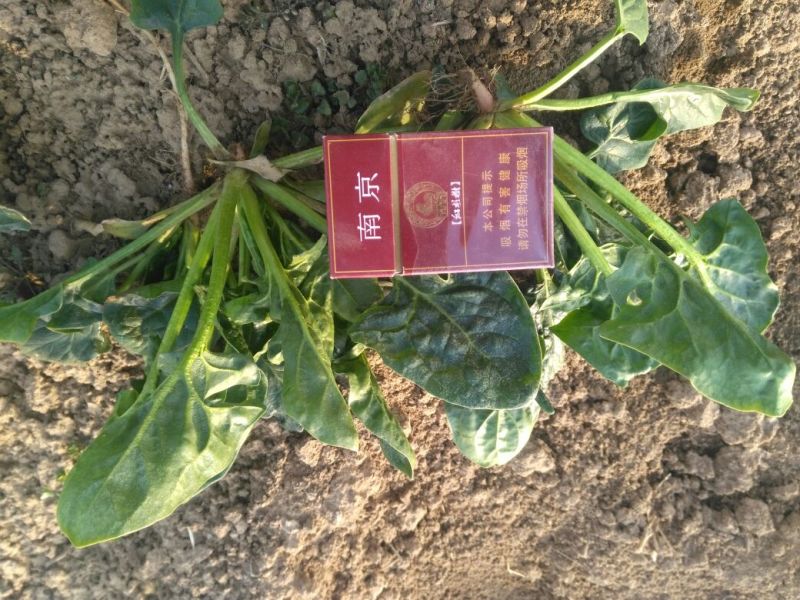 越冬菠菜25~30厘米