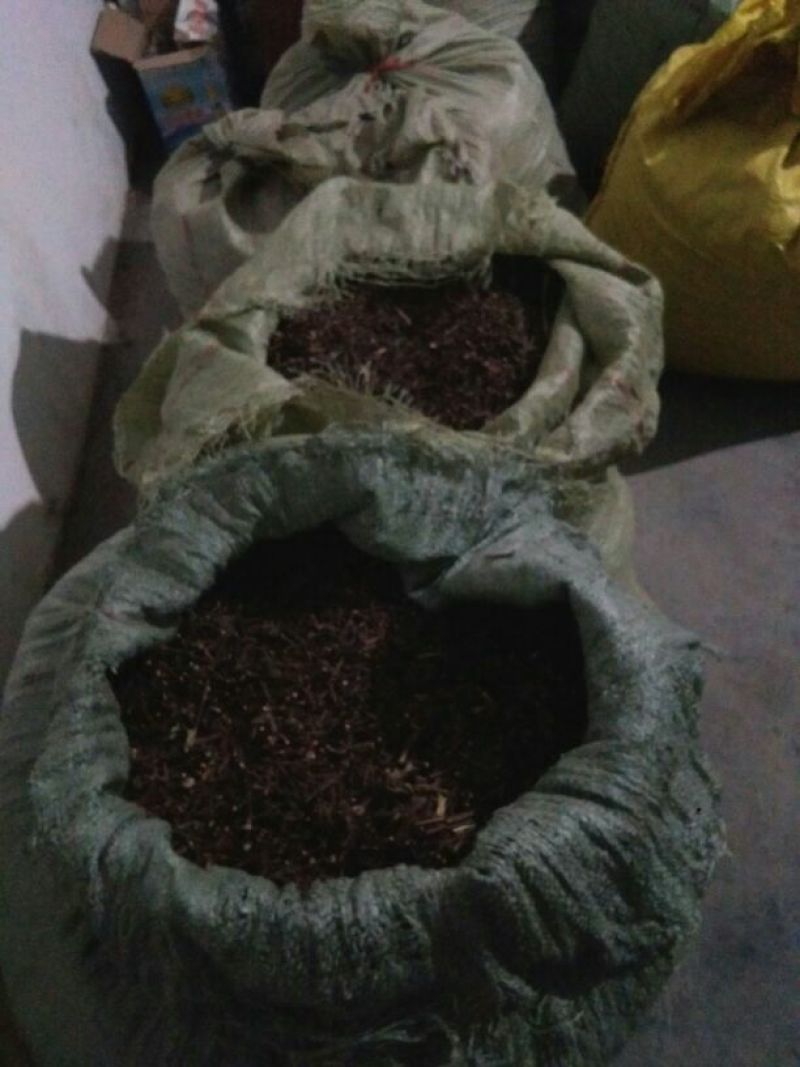 钩藤种子移栽苗，根系发达，易成活，一手货源。