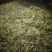 东台荠菜野生荠菜种植荠菜当季时令新鲜蔬菜现挖