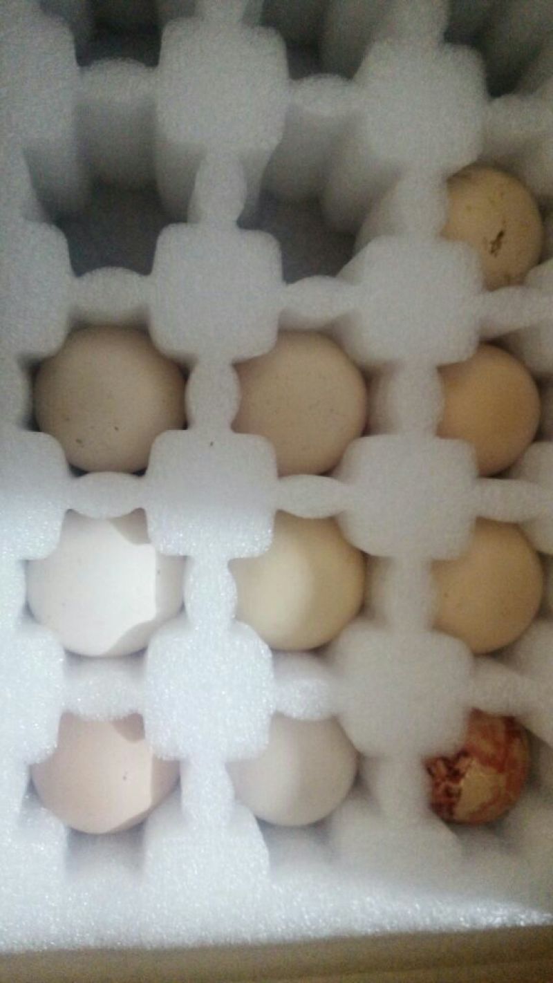 斗鸡蛋孵化50g以下