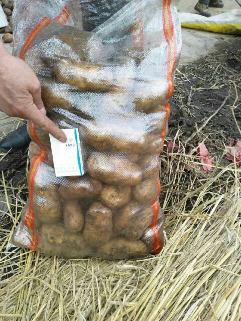 【精品】内蒙荷兰十五土豆种子，荷兰806种子，荷兰七种子