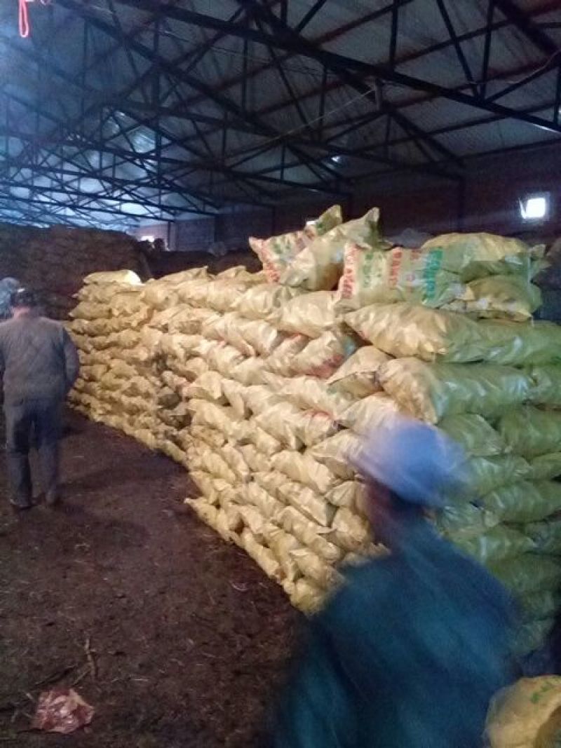 【精品】内蒙荷兰十五土豆种子，荷兰806种子，荷兰七种子