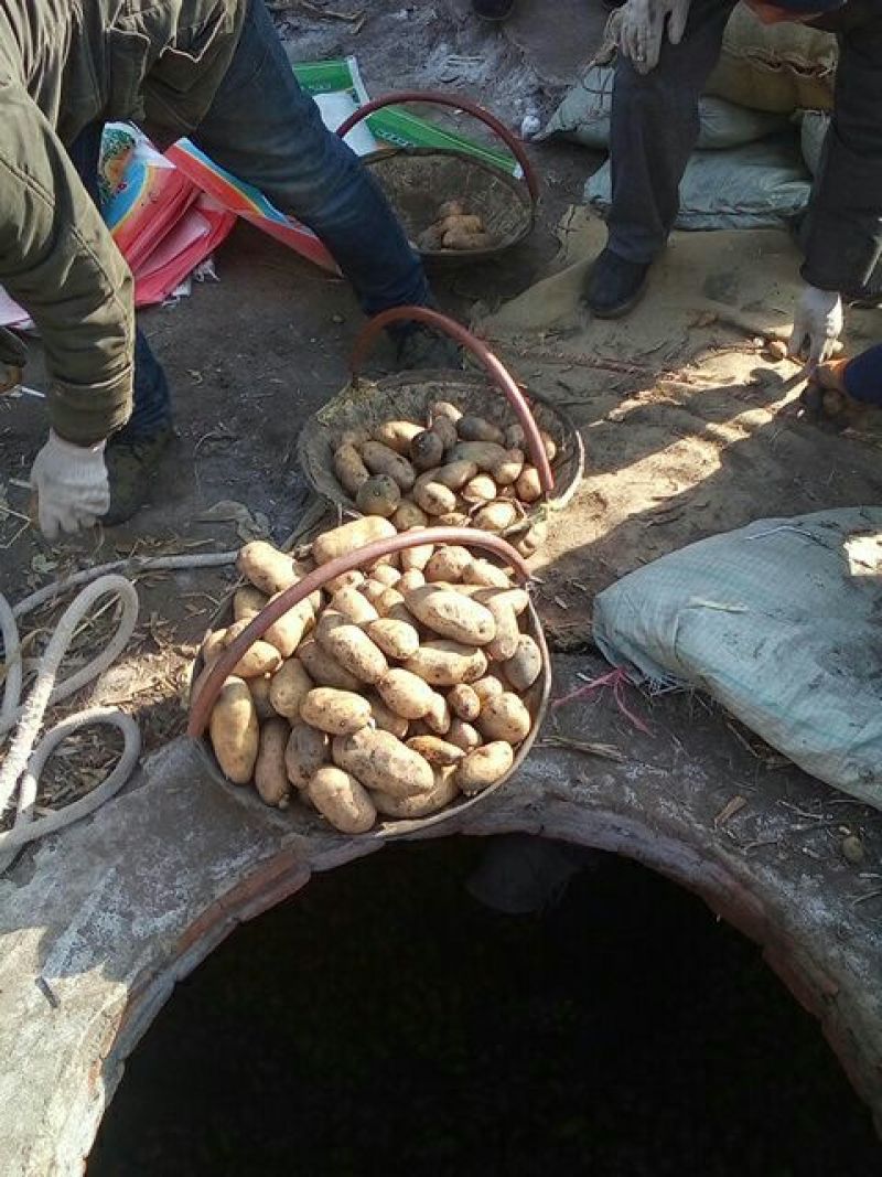 【精品】内蒙荷兰十五土豆种子，荷兰806种子，荷兰七种子