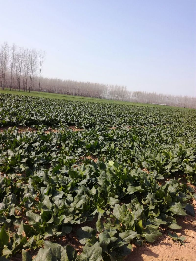 越冬菠菜35~40厘米