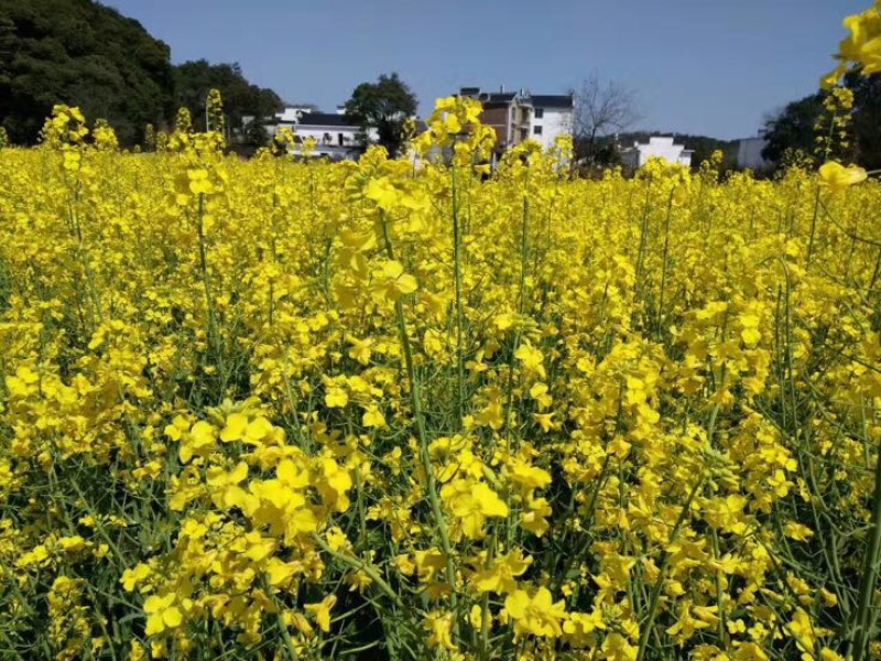 压榨菜籽油