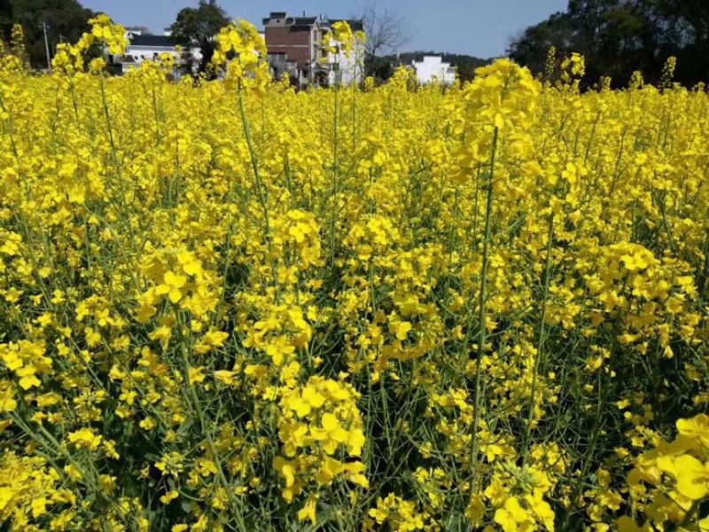 压榨菜籽油