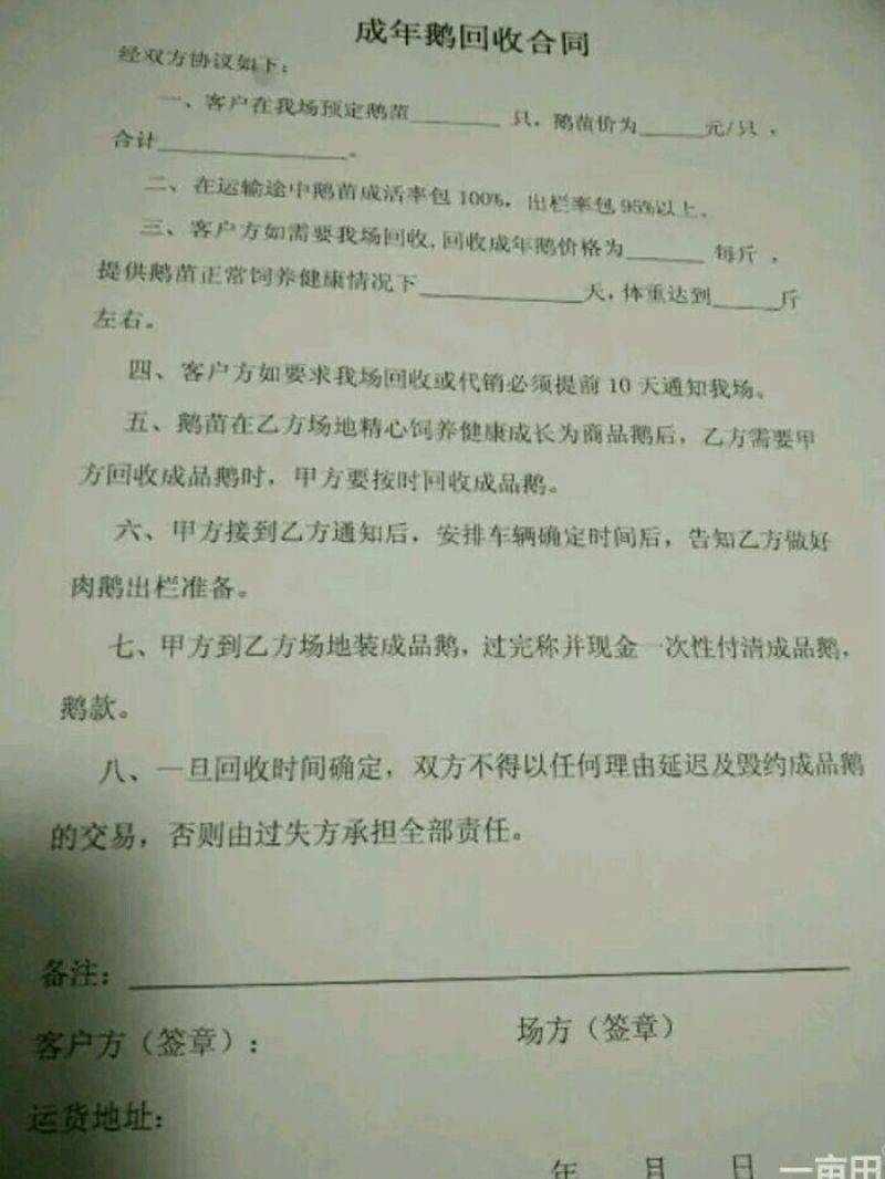 成年大白鹅肉鹅8~10斤