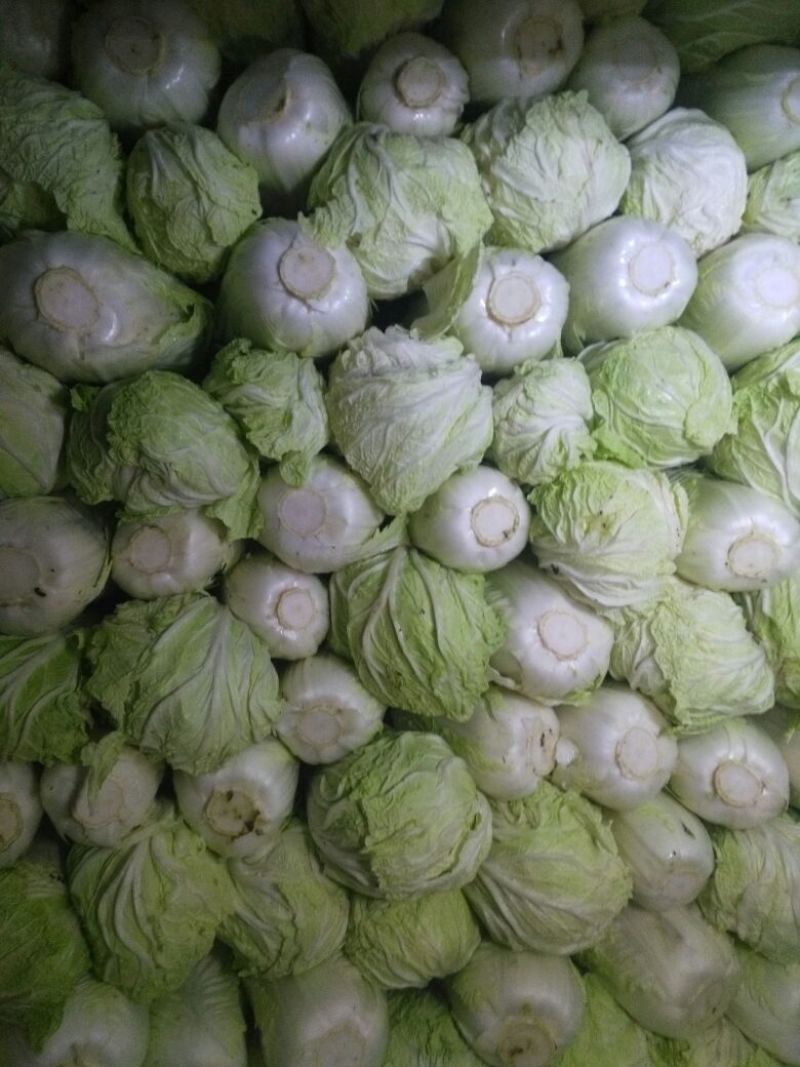 陕西青杂白菜品质保证支持视频看货欢迎咨询合作