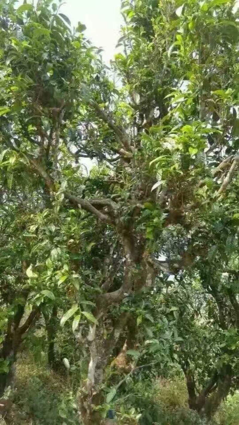 古树茶一级
