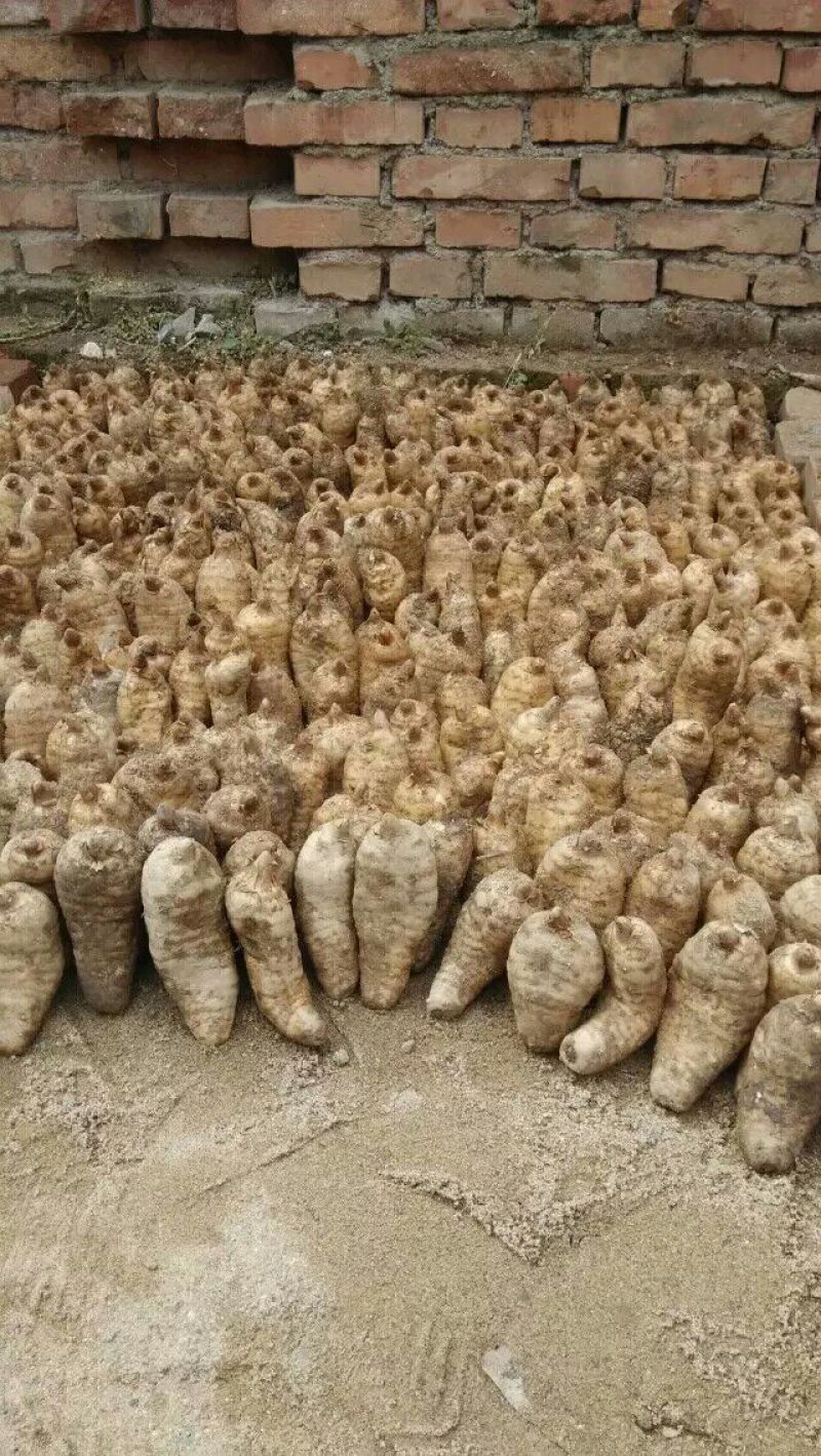 野生天麻统货