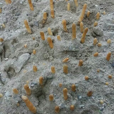 野生天麻统货