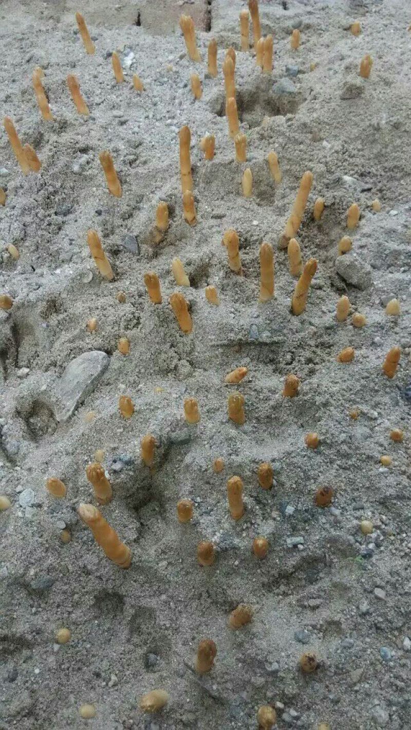 野生天麻统货