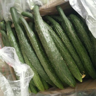 刺黄瓜22~25公分鲜花带刺，万亩黄瓜正在上市中。